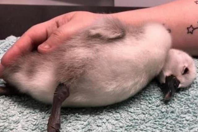 The cygnet was placed in intensive cared but died on Wednesday