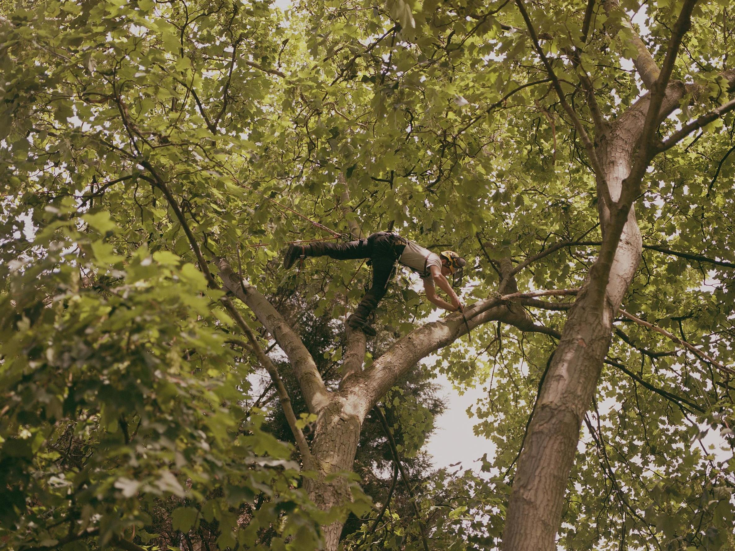 The root of it: tree surgeon Adam Rendell in London’s St Pancras Gardens