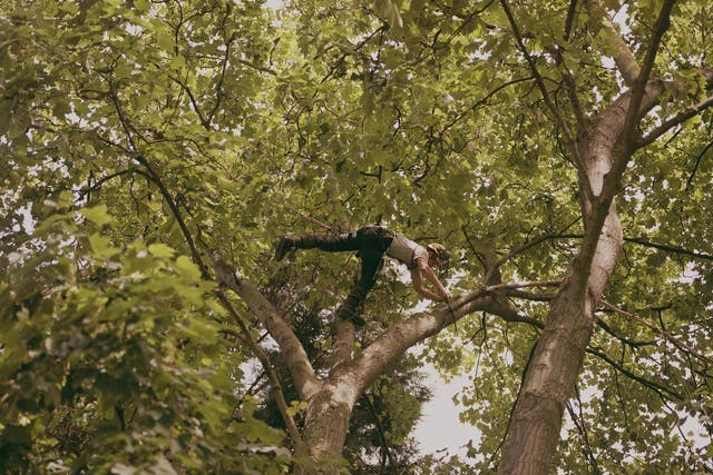The root of it: tree surgeon Adam Rendell in London’s St Pancras Gardens