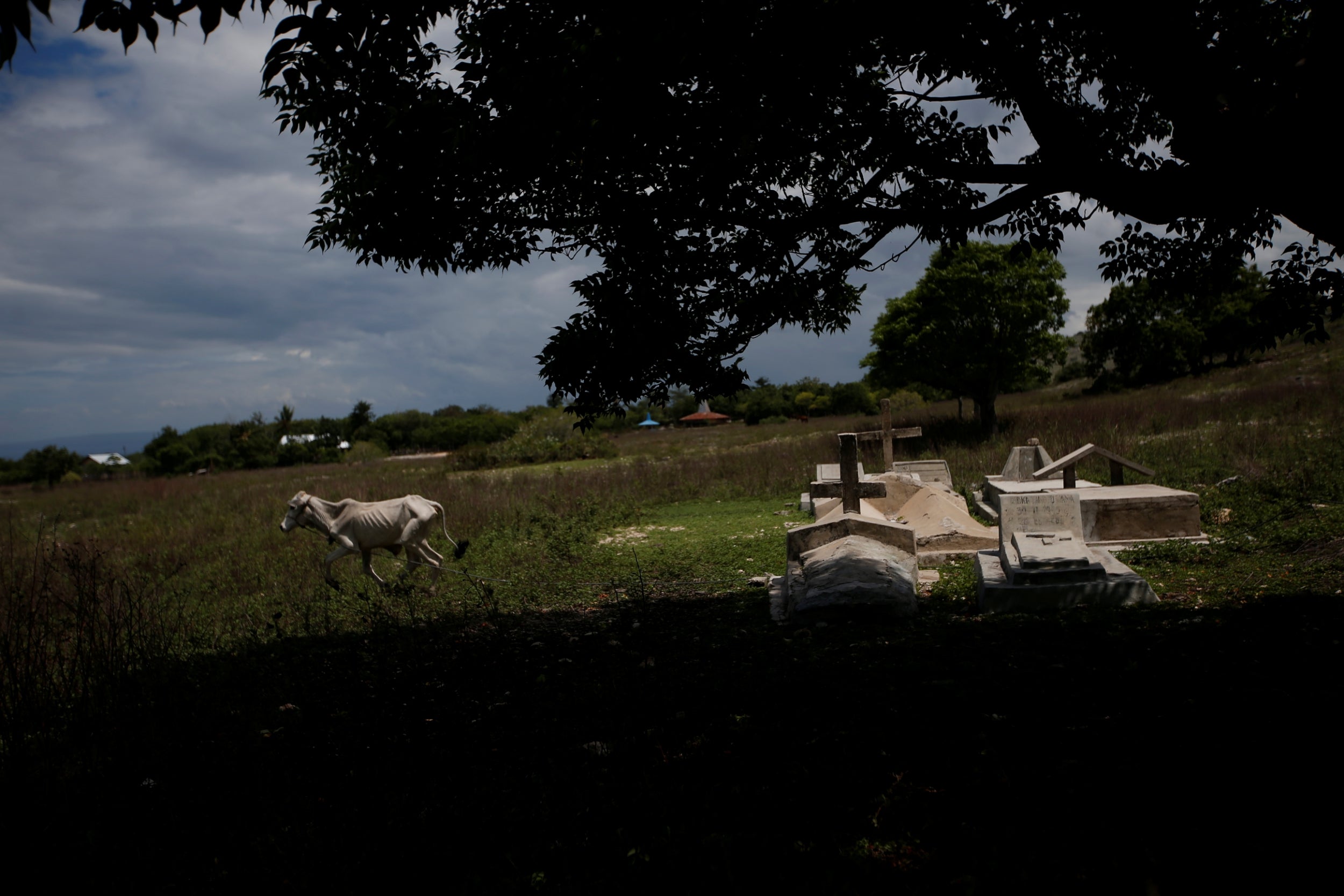 A cow runs past graves in Hamba Praing village