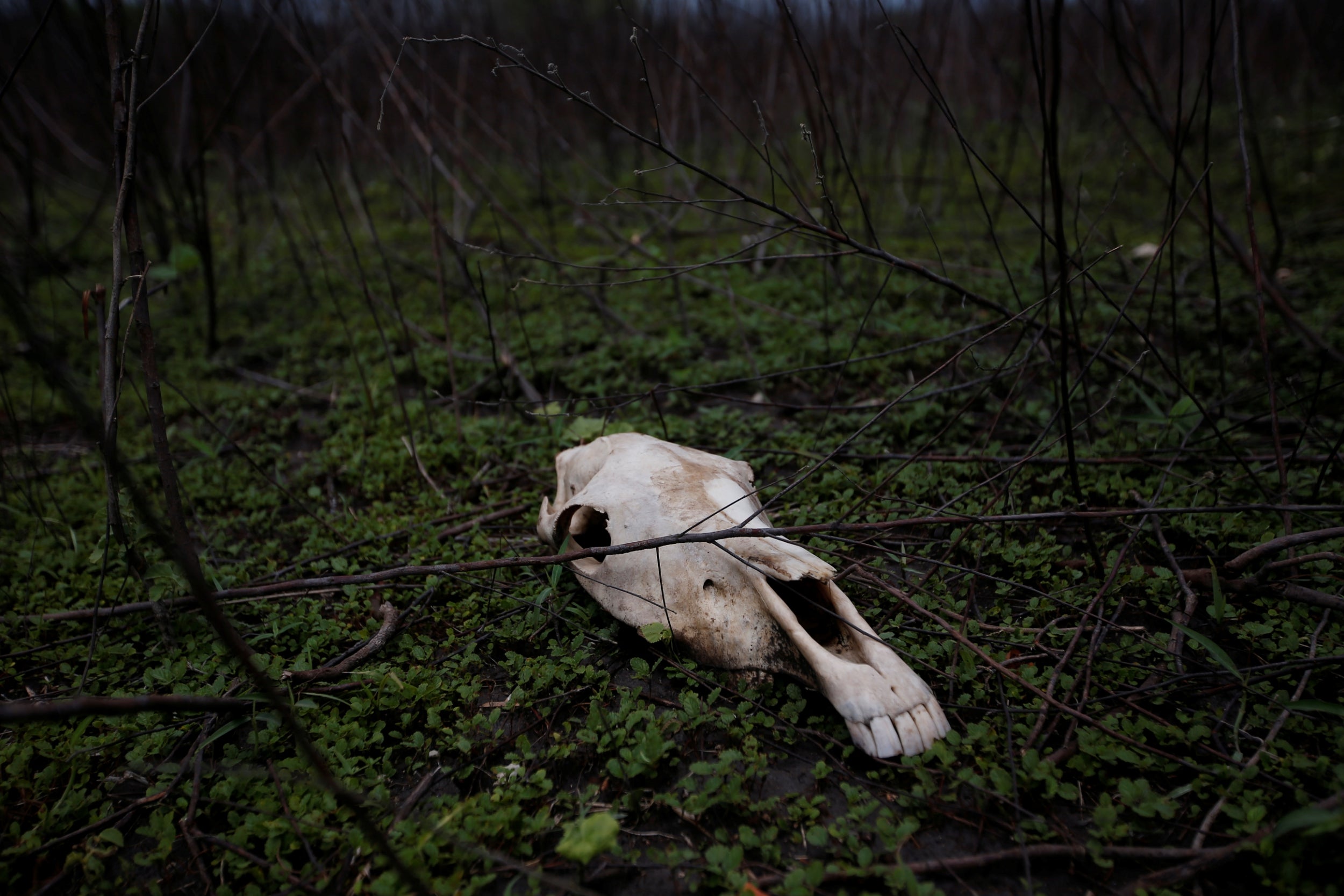 A horse’s skull lies forgotten in the grass