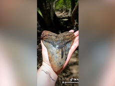 Ancient megalodon shark tooth a big as human hand found 