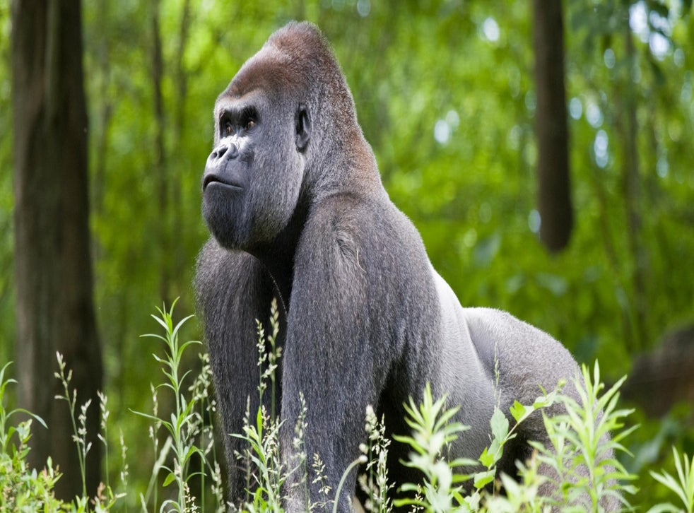 Rafiki: Ugandan silverback gorilla killed by poachers | indy100 | indy100