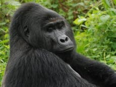 Four poachers arrested over killing of Ugandan rare silverback gorilla