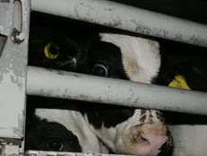 Scottish government defends ‘illegal’ live calf exports as court battle looms