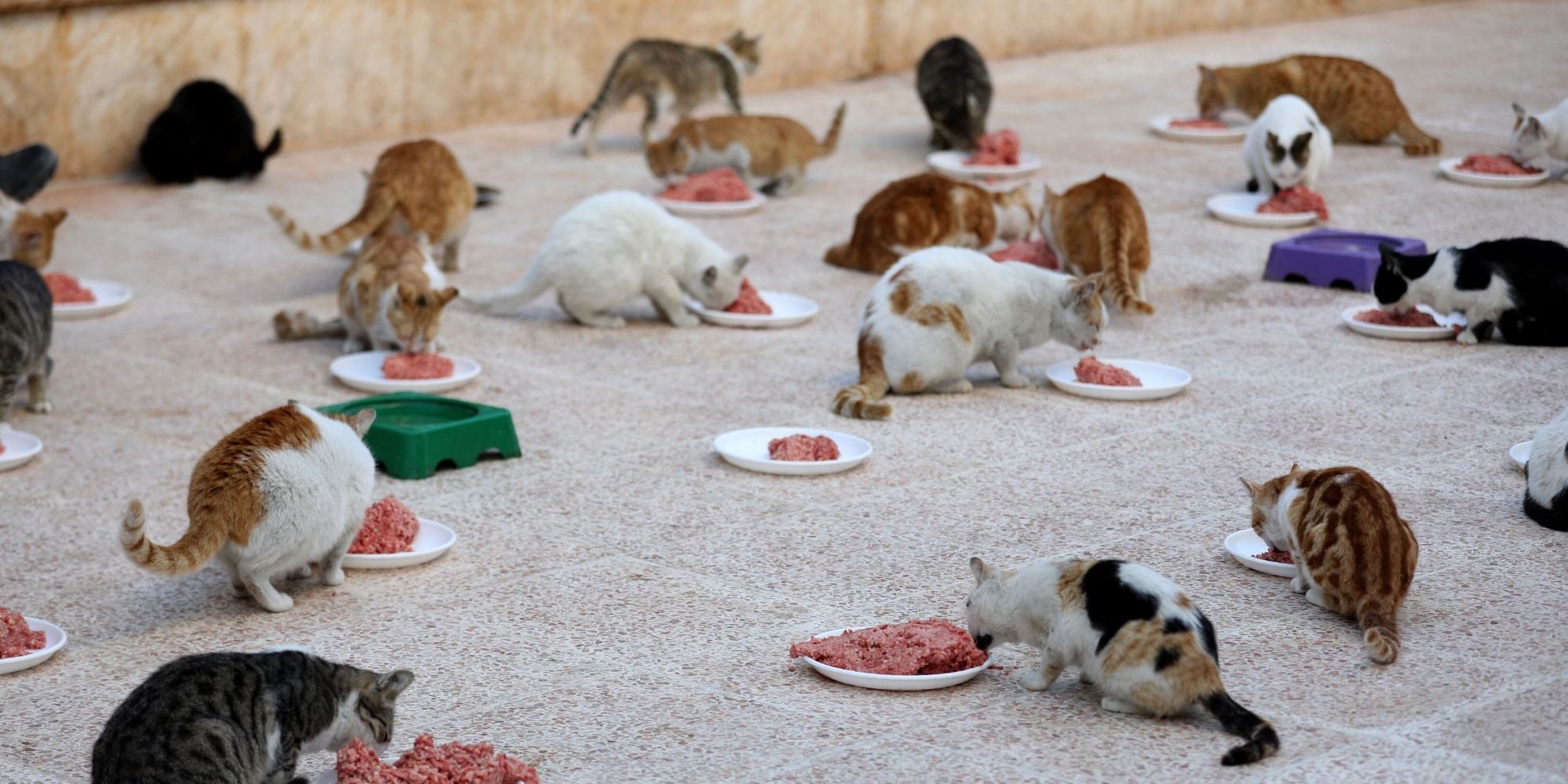 People Are Sharing Videos Of Their Cats Eating Food Like Hungry Hippos