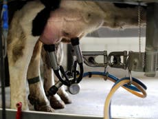 World's 13 biggest dairy companies produce nearly same amount of greenhouse gas emissions as entire UK, says report
