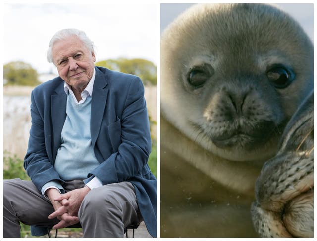 David Attenborough is teaching geography to primary school children in a new series of virtual lessons