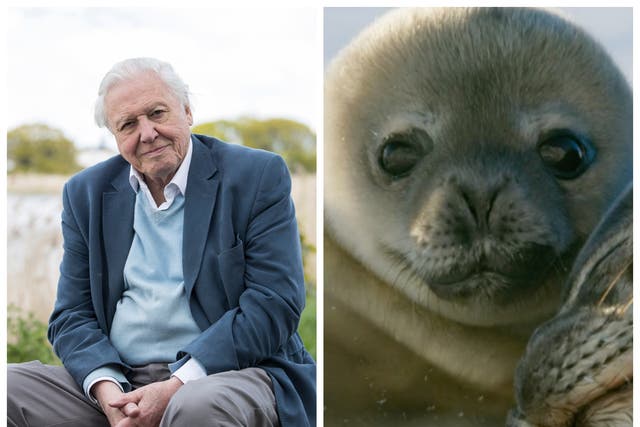 David Attenborough is teaching geography to primary school children in a new series of virtual lessons