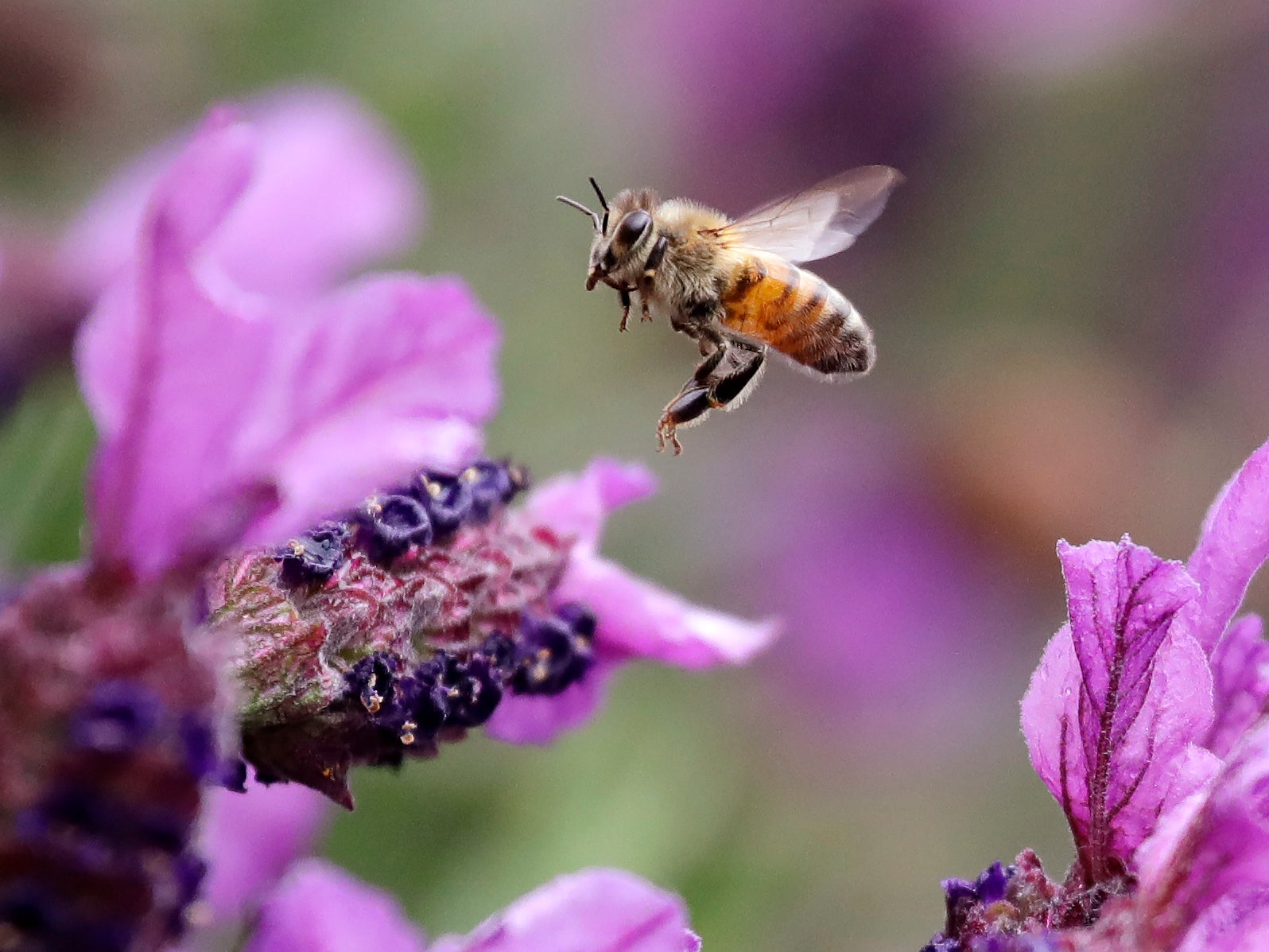 A honeybee lands on a lavender plant in Seattle, Washington, 25 May