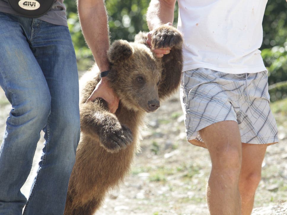 A cub kept by a hotel owner to attract tourists - a common practice in Albania