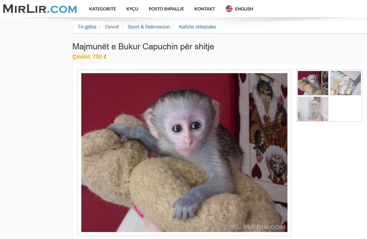 A tiny capuchin monkey on sale for €750