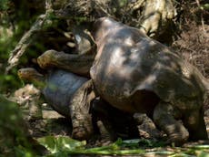 Diego the 100-year-old tortoise who saved his species returns home