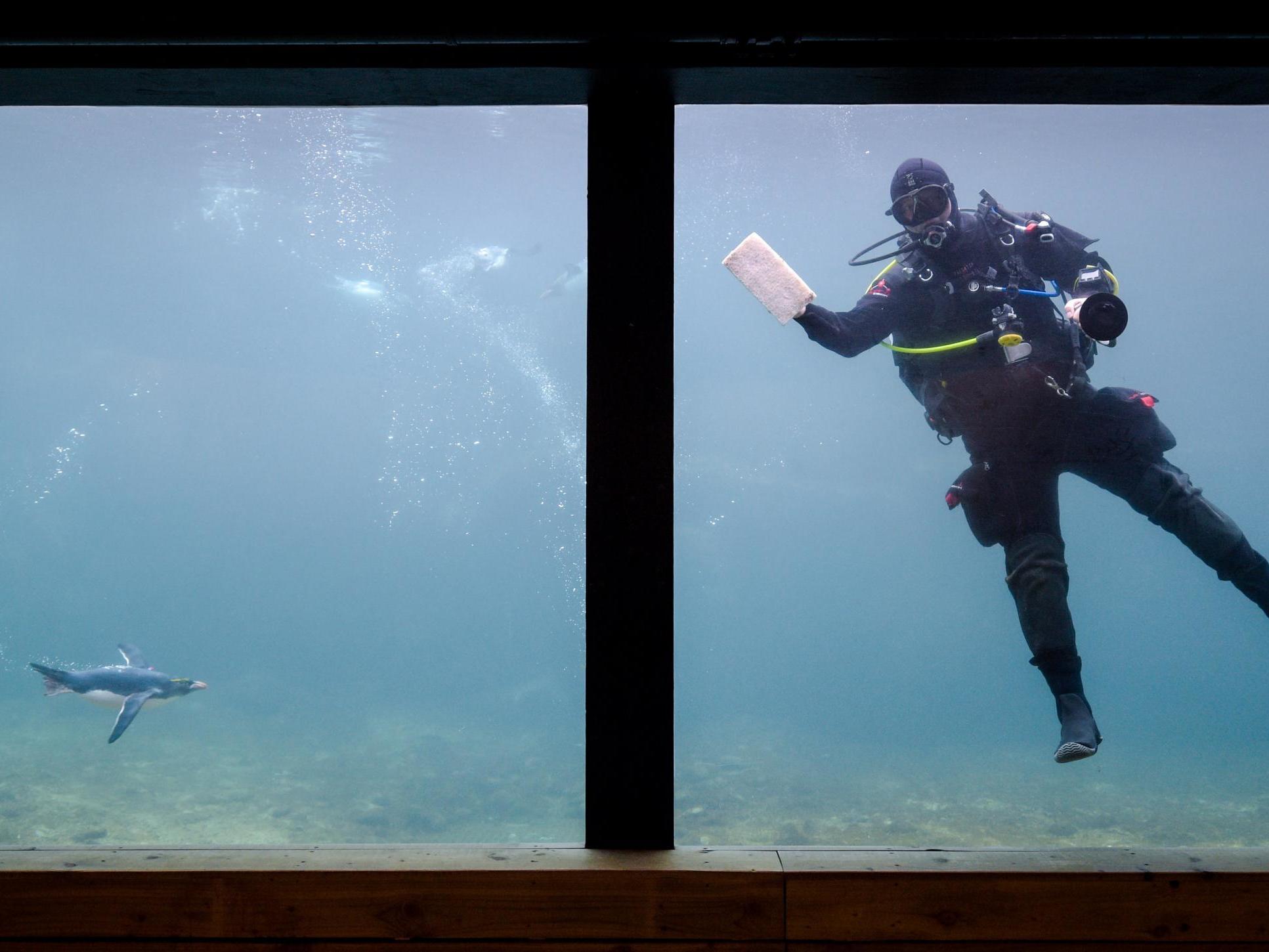 A diver cleans a tank at the Living Coasts zoo in Torquay, Devon, in 2017.