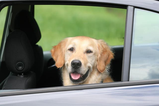 Dogs and cats may soon find it harder to travel
