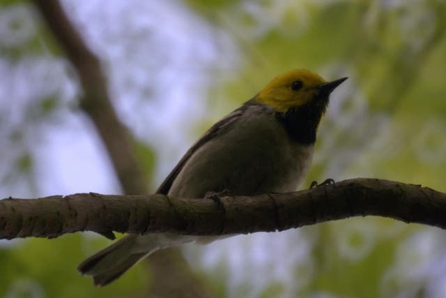 The species often share a single, dominant song within the same geographic area