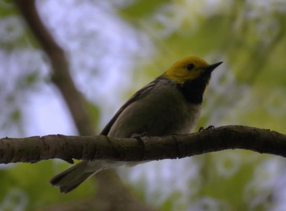 The species often share a single, dominant song within the same geographic area