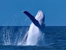 Rare albino humpback whale spotted off Australian coast