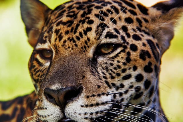 Jaguars in the Atlantic Forest are threatened by habitat loss and illegal hunting