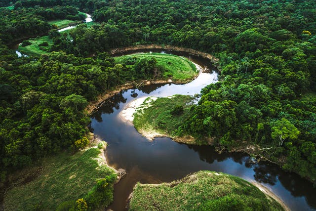 The Mata Atlantica rainforest in Brazil. The government has reduced enforcement leaving the Amazon at risk from illegal logging and land conversion
