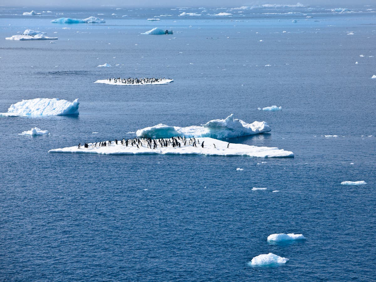 Climate crisis: Antarctica’s Weddell Sea lost area of ice twice the size of Spain over last five years