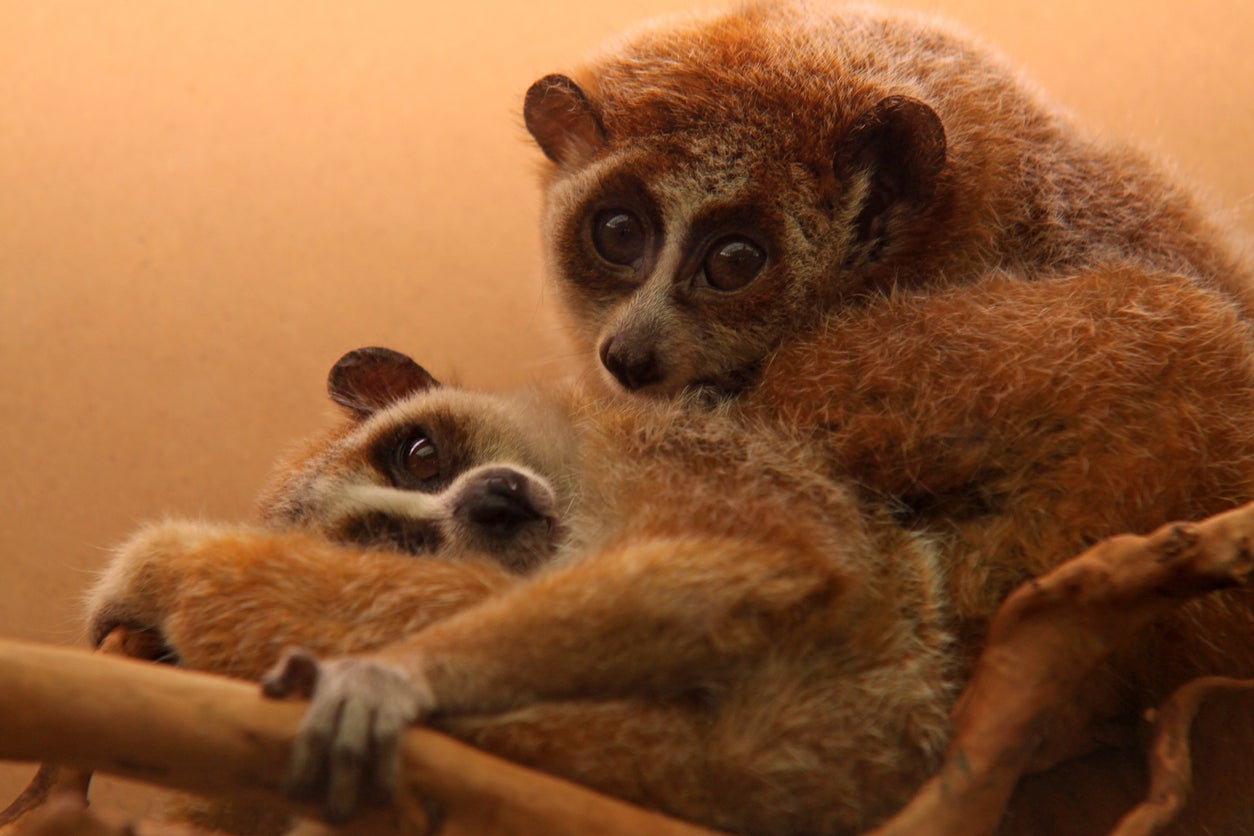 Slow lorises are highly-prized in Japan's exotic pet trade, according to a new study