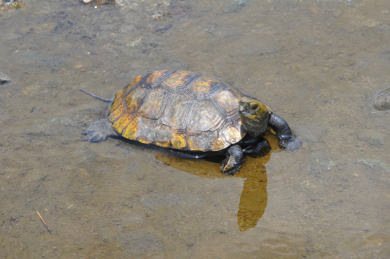 Japan’s own native, endangered species are also being negatively impacted by the international pet trade, including its turtle species, the study found