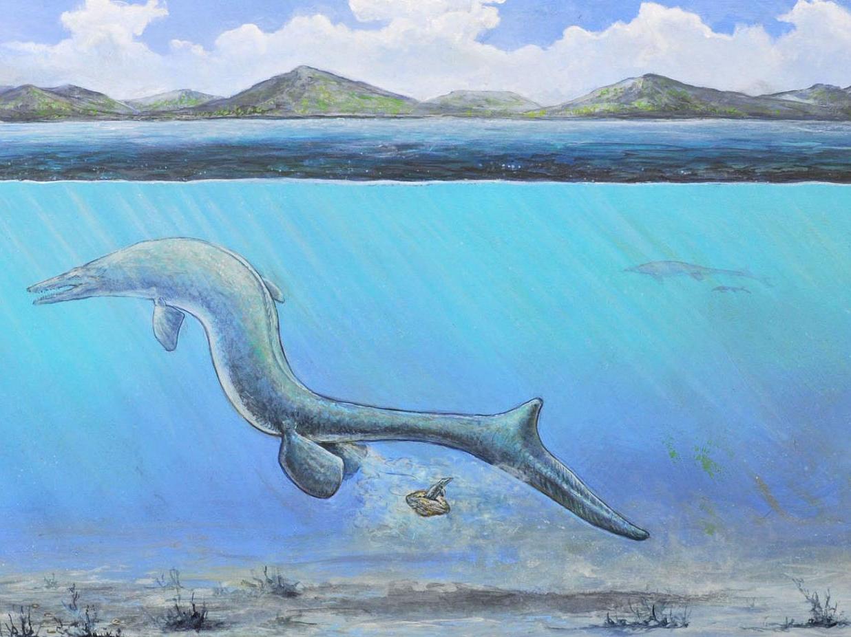 Artist's impression of a baby mosasaur emerging from an egg