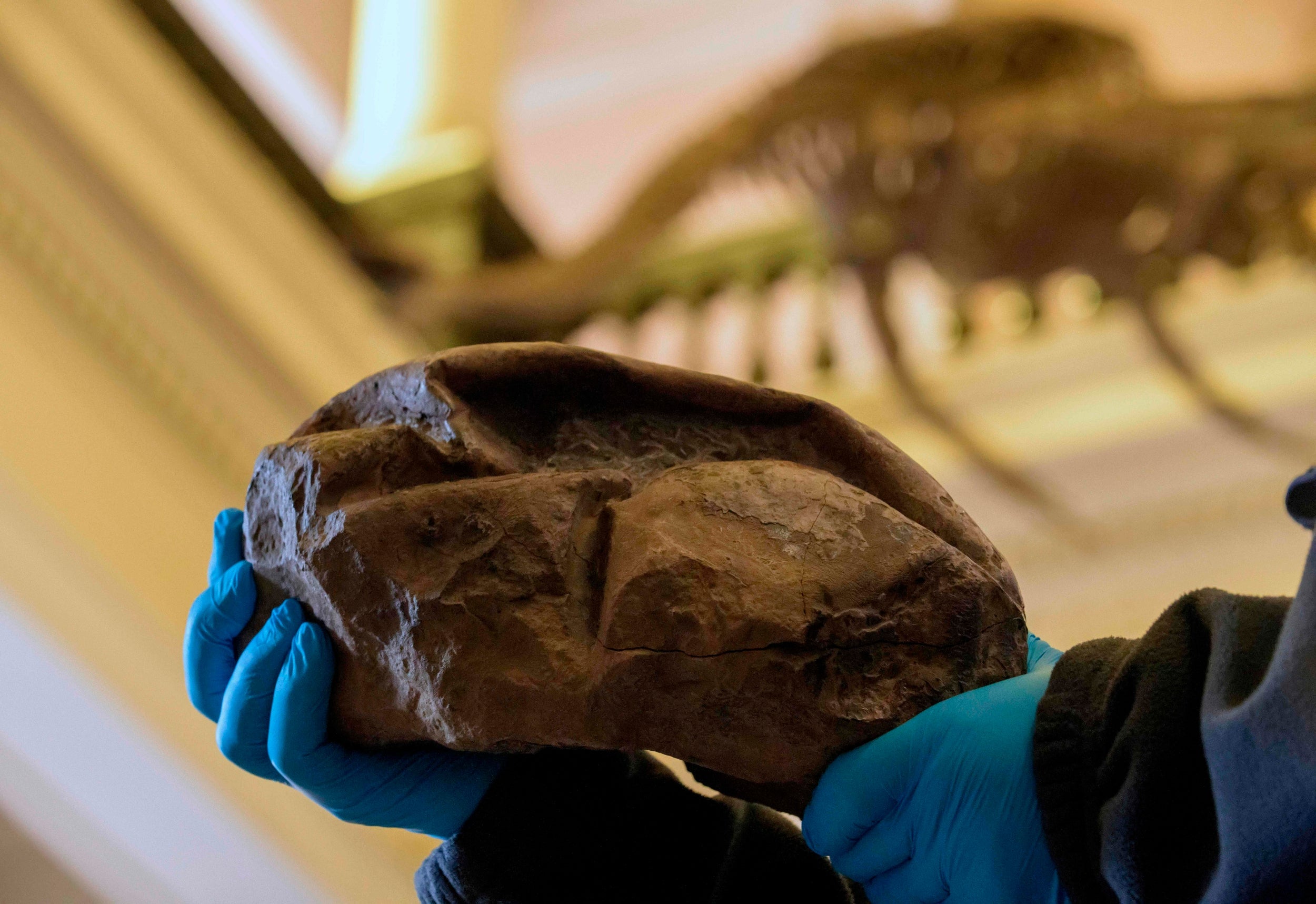 The fossil egg allegedly from a mosasaurus, a dinosaur species that lived in the Antarctic Peninsula 66 million-years ago