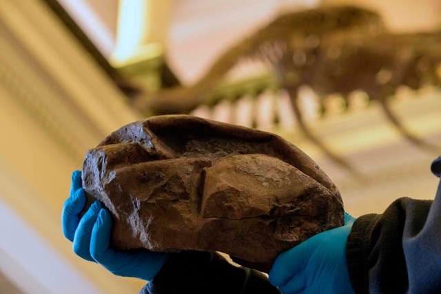 The fossil egg allegedly from a mosasaurus, a dinosaur species that lived in the Antarctic Peninsula 66 million-years ago