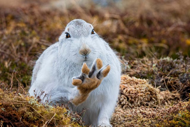 A mountain hare grooms itself, lifting its back paw up as though waving at the camera
