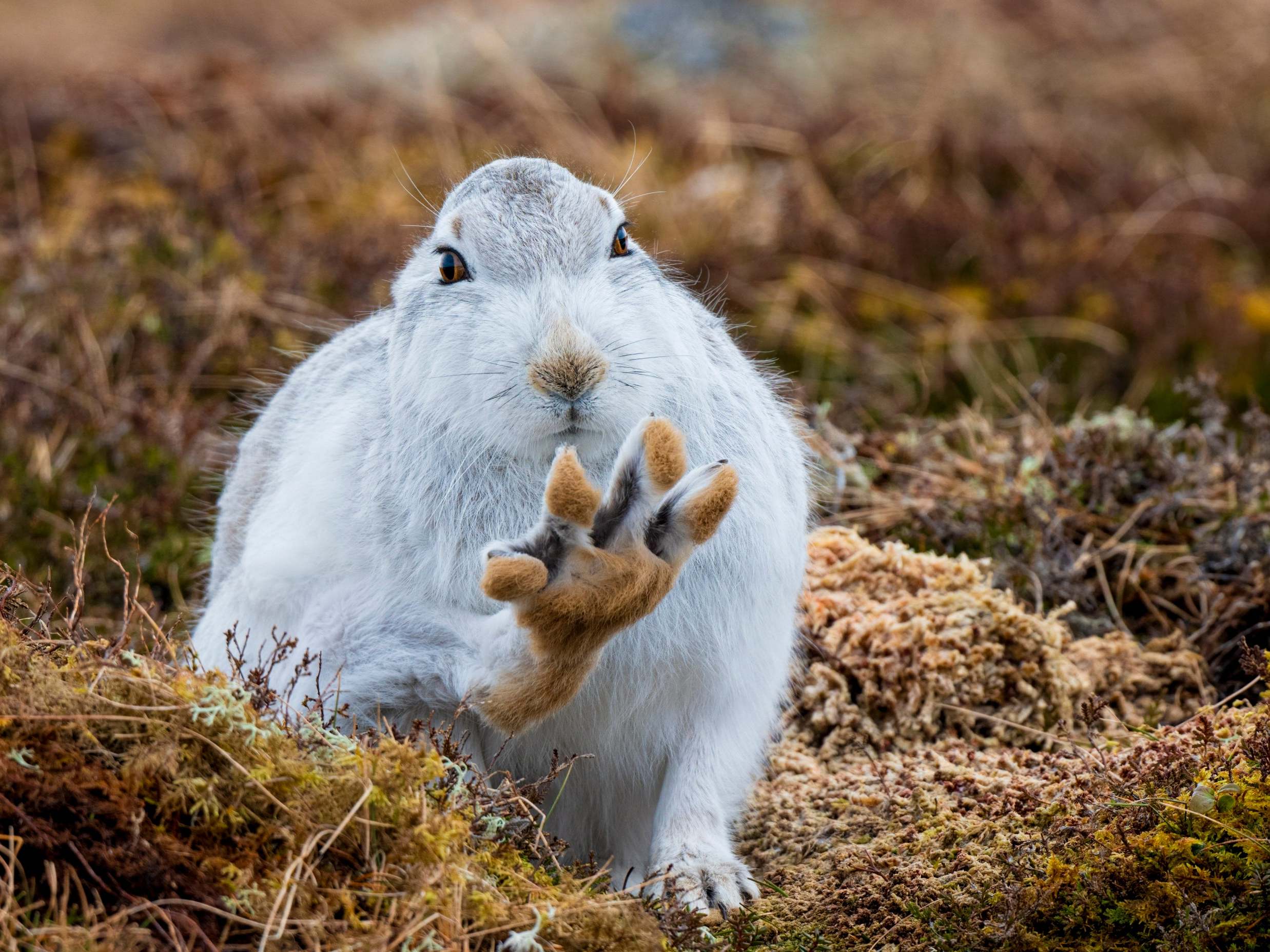 Mountain hares can now only be killed in Scotland with a licence | The  Independent | The Independent