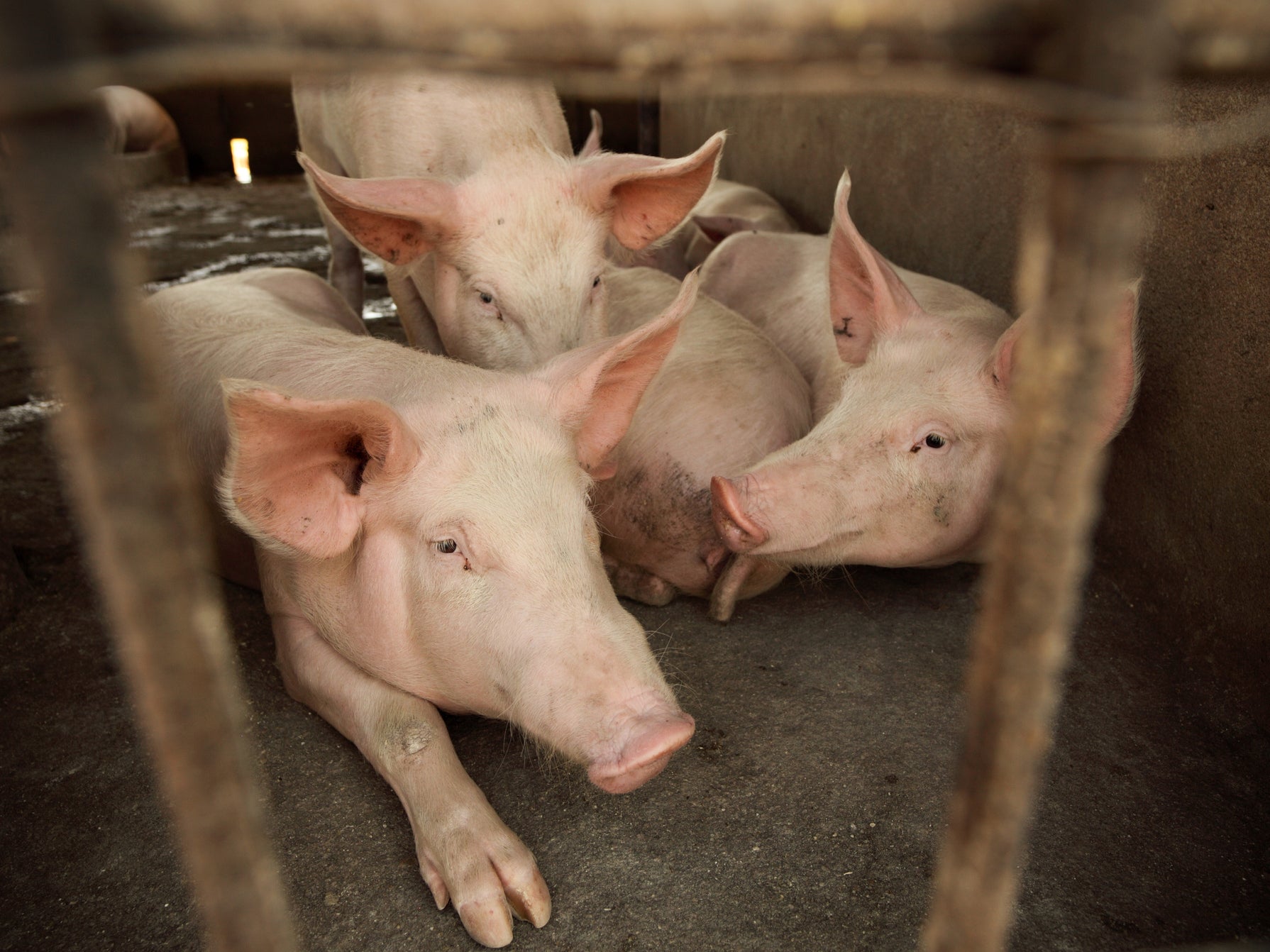 'Nearly one million pigs killed' as African swine fever worsens in Nigeria