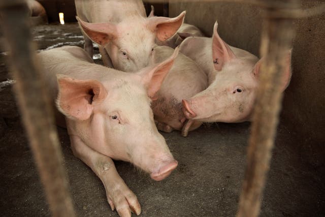 African Swine Fever is deadly to around 100 per cent of pigs