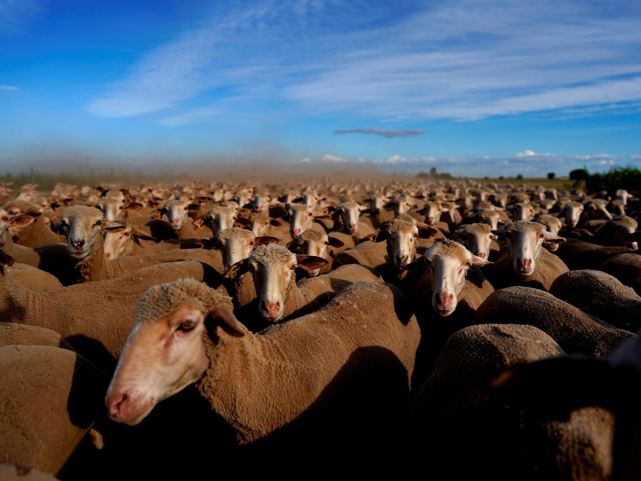 A flock of sheep in Villalobar, Spain, on 16 June, 2020.