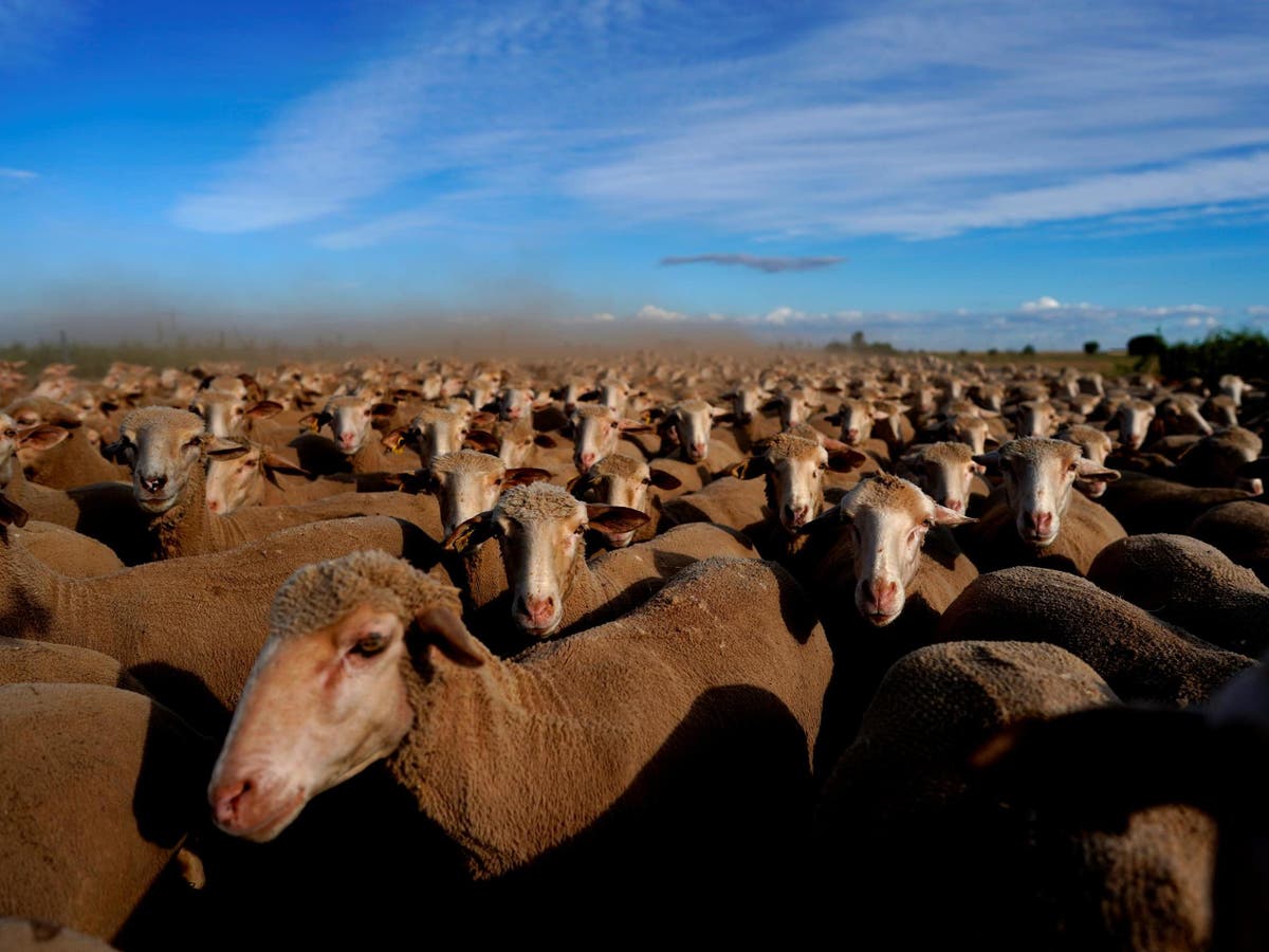 Uruguayan sheep shearers to rescue millions of animals from sweltering heat in Spain