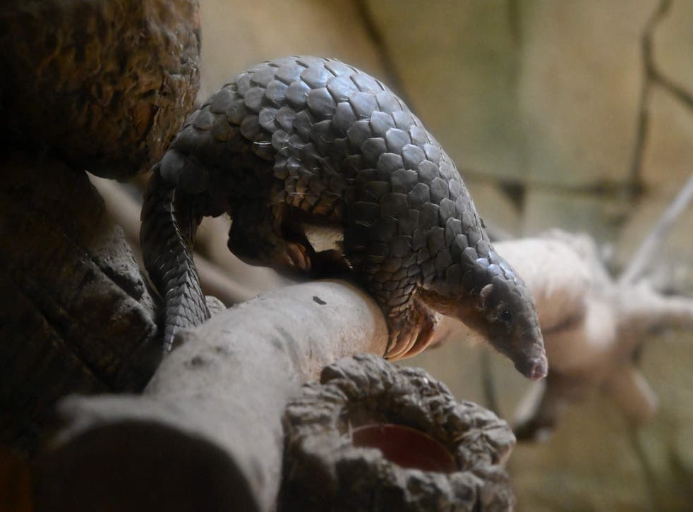 The pangolin has been reduced to a critically endangered species by illegal poaching