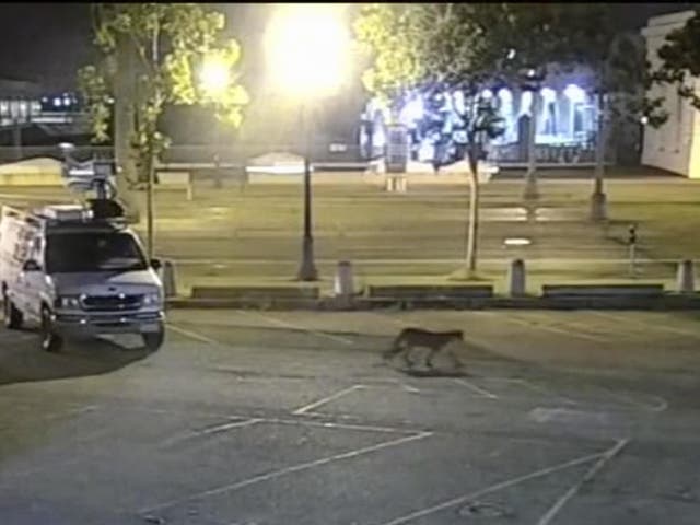 The disoriented cougar roamed the streets of the city for two days until he was spotted by a police officer near Oracle Park stadium