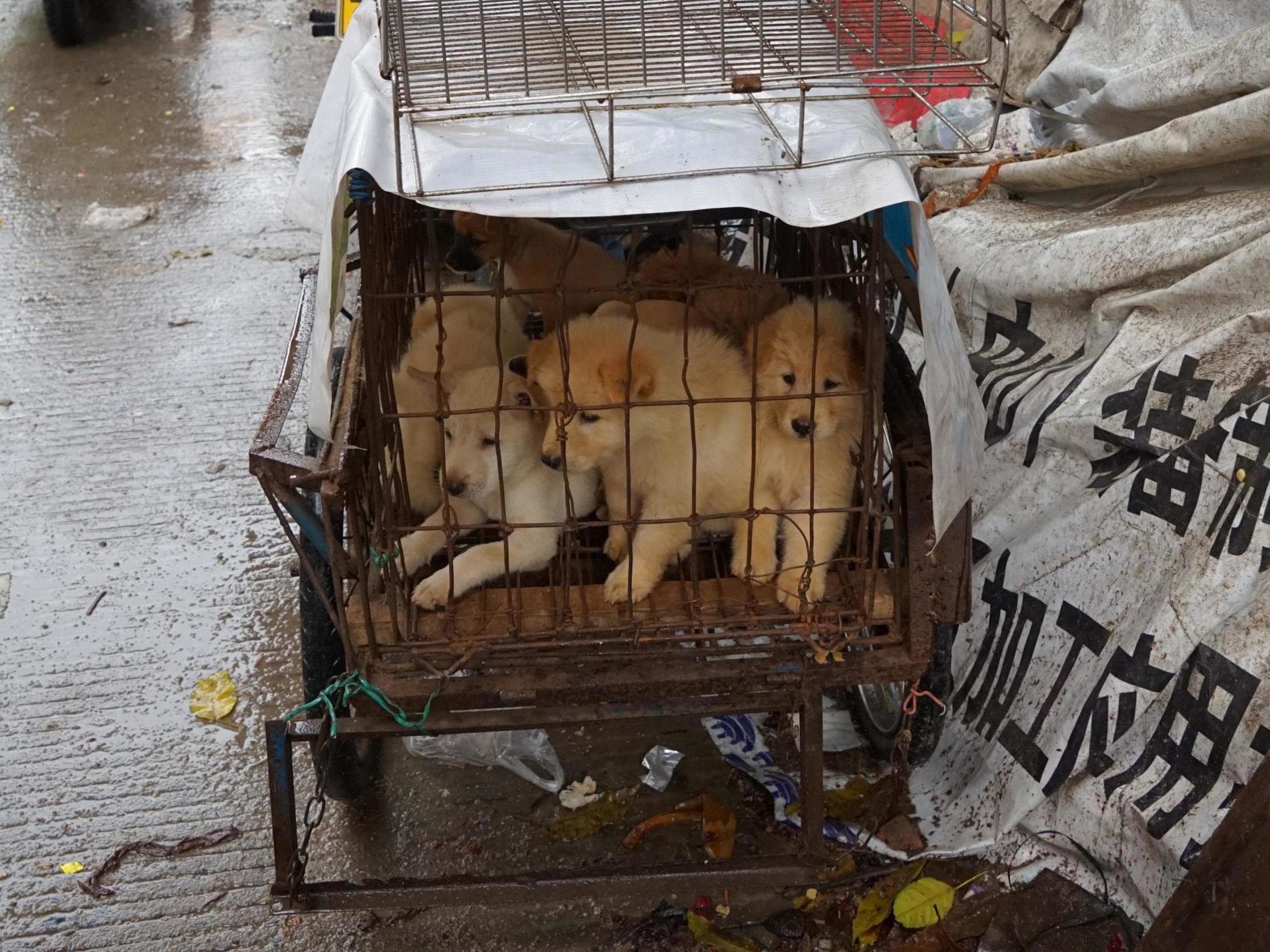 Puppies in a cage at a dog meat market in Yulin, in China's southern Guangxi region, on 21 June, 2017.