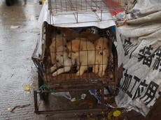 China's dog-meat festival opens for potentially the last time