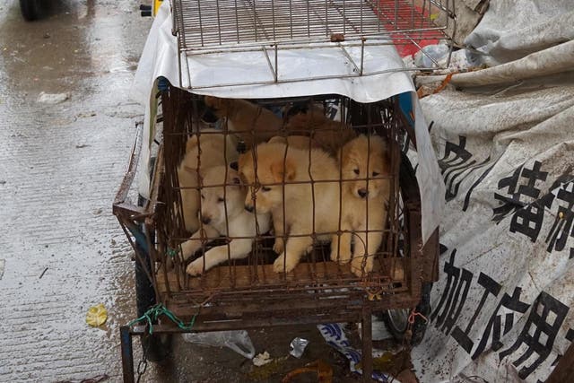 Puppies in a cage at a dog meat market in Yulin, in China's southern Guangxi region, on 21 June, 2017.