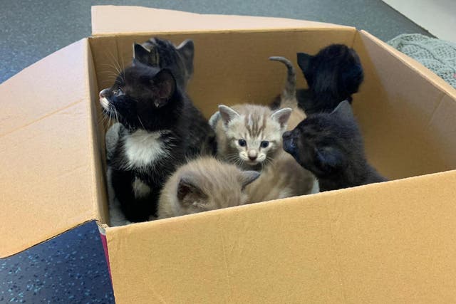 Animal welfare charities have reported a surge in abandoned cats during lockdown