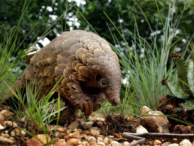 An African pangolin.The species is the world's most highly-trafficked animal 