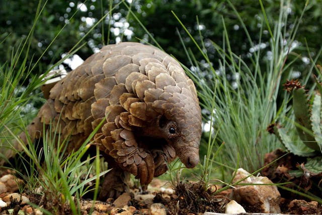 An African pangolin.The species is the world's most highly-trafficked animal 