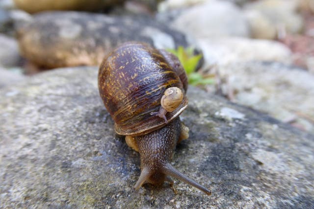 Jeremy with a baby snail