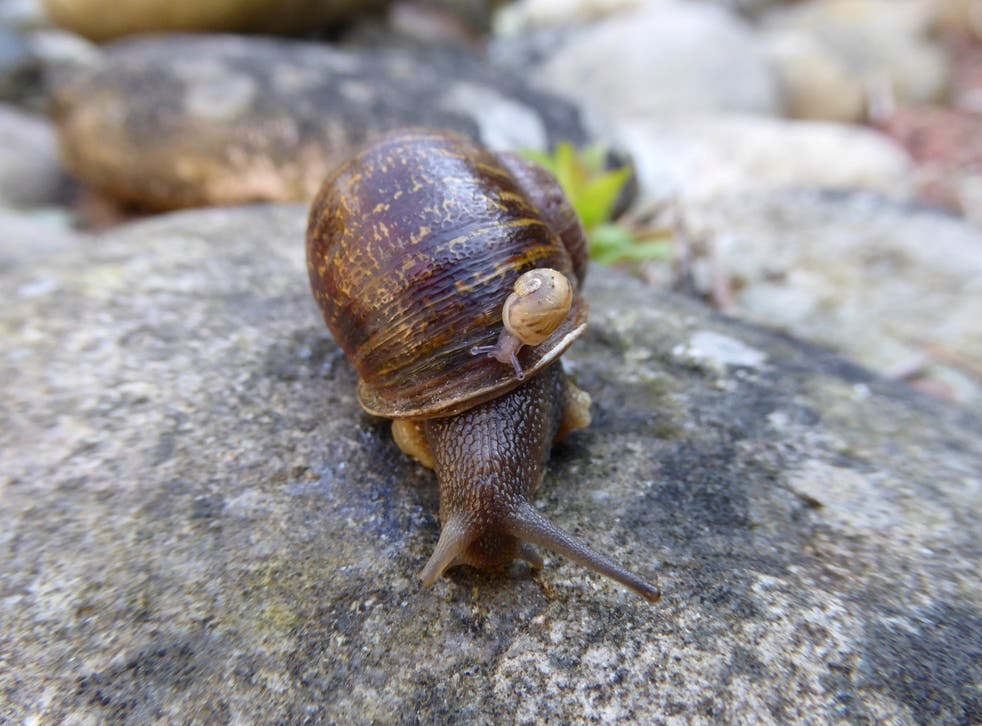 Jeremy with a baby snail
