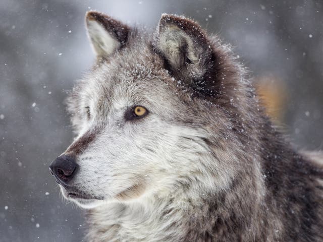 Wolf conservation can be controversial due to the potential risks to livestock and competition for resources