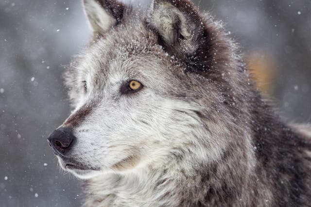 Wolf conservation can be controversial due to the potential risks to livestock and competition for resources