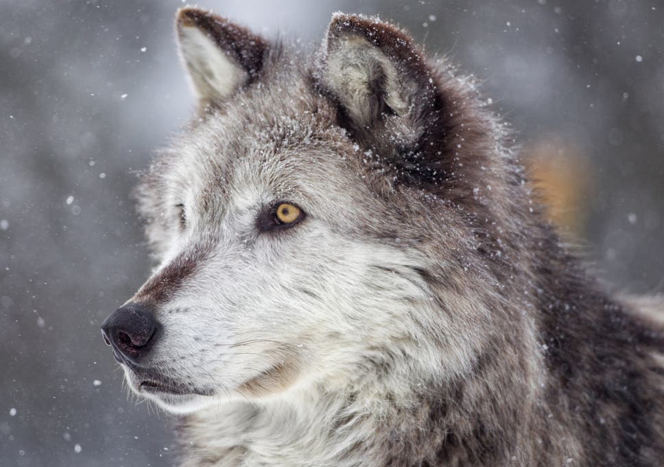 handsome-wolf.jpg