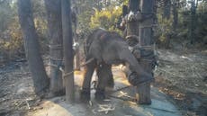 Elephant training called ‘the crush’ revealed in rarely-seen video